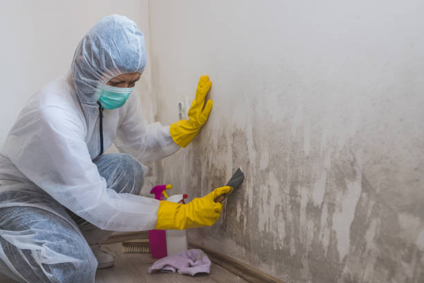 Best Office Mold Removal Services  in Yorktown, TX