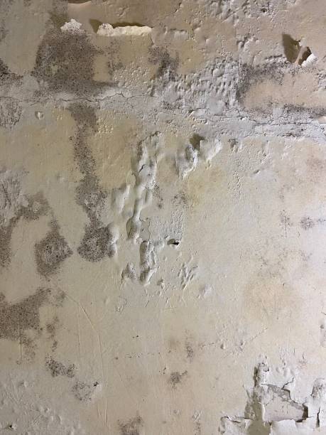 Trusted Yorktown, TX Mold Removal Experts