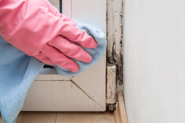 Best Residential Mold Removal  in Yorktown, TX