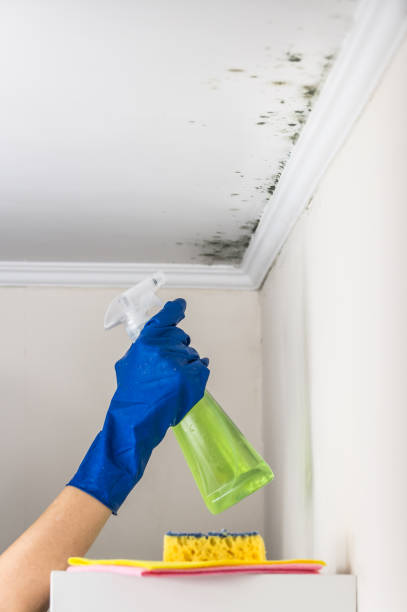 Best Mold Removal Near Me  in Yorktown, TX