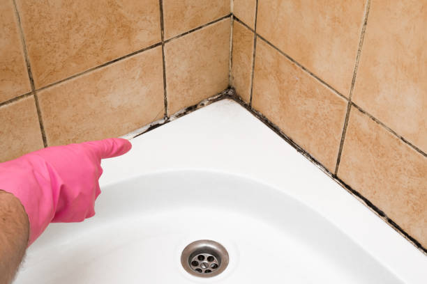 Best Local Mold Removal Service  in Yorktown, TX